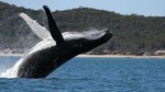 Hervey Bay Ultimate Whale Watching Cruise