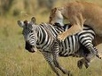 3 Day Maasai Mara Group Joining Camping Safari - Daily Departures