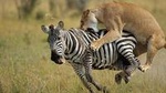 3 Day Maasai Mara Group Joining Camping Safari - Daily Departures