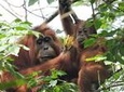 4 Day Jungle Adventure including 2 day trek