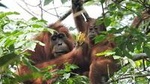 4 Day Jungle Adventure including 2 day trek