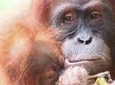 6 Day North Sumatra Jungles Orangutans Overnight trek and Hot Springs
