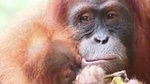 6 Day North Sumatra Jungles Orangutans Overnight trek and Hot Springs