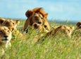 Private 7 Day Breathtaking Kenya Big 5 Safari