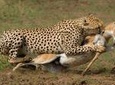 Private 9 Days Discover Kenya Safari