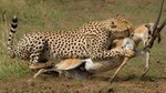 Private 9 Days Discover Kenya Safari