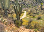 Hike or Ride Sutherland Trail, Catalina State Park, Arizona