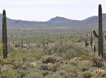 Hike Cactus Wren Trail, Saguaro National Park, Arizona