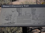 Hike Desert Discovery Nature Trail, Saguaro National Park, Arizona