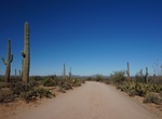 Drive or Cycle Bajada Loop Drive, Saguaro National Park, Arizona
