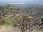 Hike Sweetwater Trail to Wasson Peak, Saguaro National Park, Arizona