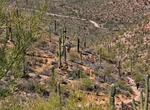 Hike Hugh Norris Trail to Wasson Peak, Saguaro National Park, Arizona
