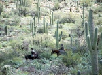 Hike or Ride Deer Valley Loop, Saguaro National Park, Arizona