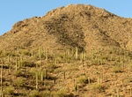 Hike or Ride King Canyon Trail to Wasson Peak, Saguaro National Park, Arizona