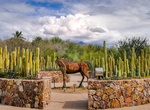 Visit Tohono Chul Park, Tucson, Arizona