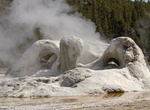 See Grotto Geyser, Yellowstone National Park