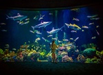 Visit Wonders of Wildlife Museum & Aquarium, Springfield, Missouri