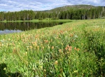 Camp at Grebe Lake, Yellowstone National Park, Wyoming