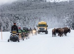 Go Snowmobiling at Yellowstone National Park, Wyoming