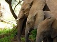 Private 10 Days Kenya Luxury Wildlife Safari