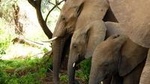 Private 10 Days Kenya Luxury Wildlife Safari