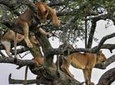 Private 12 Days Best of Kenya and Tanzania Wildlife Safari