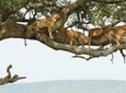4 Day Northern Circuit Camping Safari in Tanzania