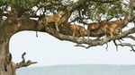 4 Day Northern Circuit Camping Safari in Tanzania