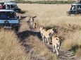 6 Day Tanzania Tented Camping Safari: Serengeti and Ngorongoro Crater