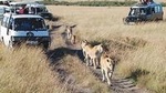 6 Day Tanzania Tented Camping Safari: Serengeti and Ngorongoro Crater