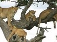 7 Day Lodge Safari: Lake Manyara, Serengeti, Ngorongoro, Tarangire National Park