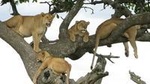 7 Day Lodge Safari: Lake Manyara, Serengeti, Ngorongoro, Tarangire National Park