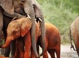 Private 8 Days Best of Kenya Wildlife Safari