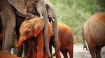 Private 8 Days Best of Kenya Wildlife Safari