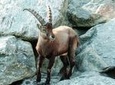 Alpenzoo Innsbruck and Hungerburgbahn General Admission