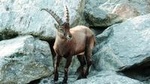 Alpenzoo Innsbruck and Hungerburgbahn General Admission
