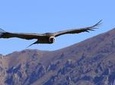 Condor Tour from Cusco - 1 Day