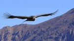 Condor Tour from Cusco - 1 Day