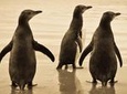 Dunedin City and Otago Peninsula Small-Group Tour