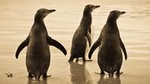 Dunedin City and Otago Peninsula Small-Group Tour
