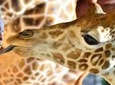 Giraffe Center Half-Day Trip from Nairobi