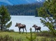 Jasper Wildlife and Waterfalls Tour with Maligne Lake Hike