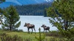 Jasper Wildlife and Waterfalls Tour with Maligne Lake Hike