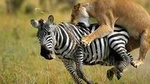 Johannesburg History Tour and Kruger National Park in 5 Days