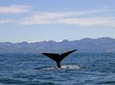 Kaikoura Whales