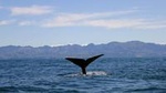 Kaikoura Whales