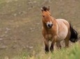 KHUSTAI NATIONAL PARK ONE DAY PRIVATE TOUR (Przewalski's horse)