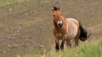 KHUSTAI NATIONAL PARK ONE DAY PRIVATE TOUR (Przewalski's horse)