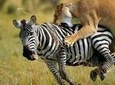 Kruger National Park 2 Days 1 Night Magical Safari from Johannesburg