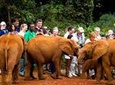 Nairobi-Half-Day Tour to David Sheldrick Elephant Orphanage